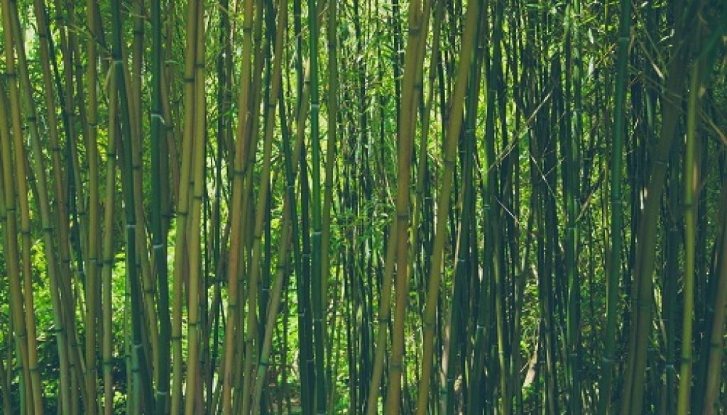 cinsky-bambus